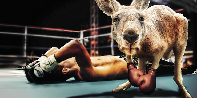 Kangourou avec des gants de boxe qui a mis KO un boxeur